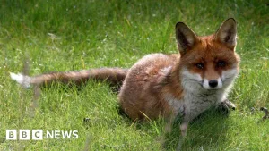 How can you help wildlife during hot weather?