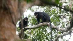 New monkey species with orange lips found 'hiding' in DRC forest