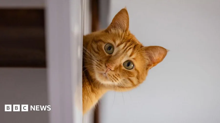 Rental searches for pet friendly properties drop after law change