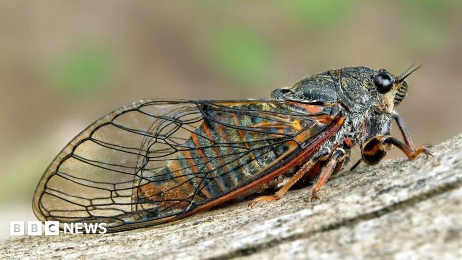Eggs of extinct singing insect brought back to UK