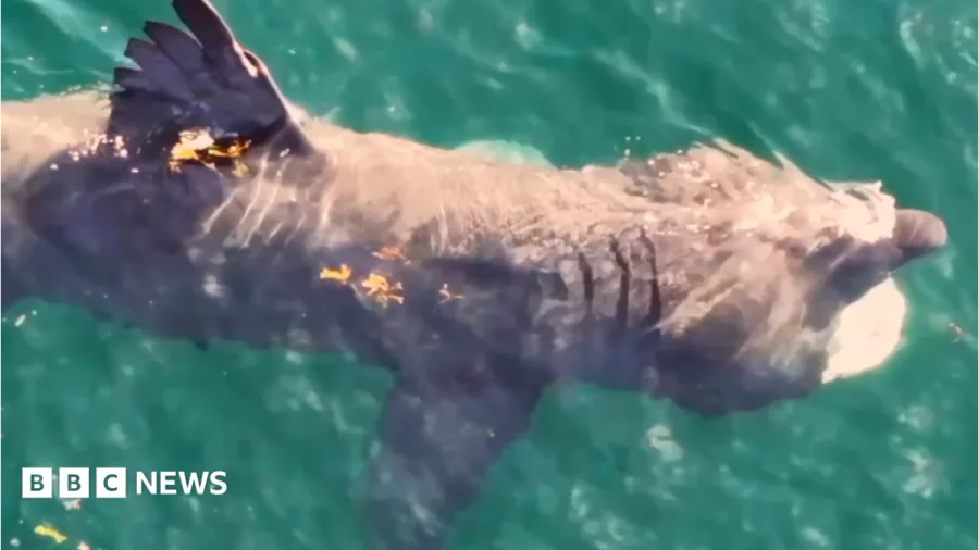 New research into basking sharks around island