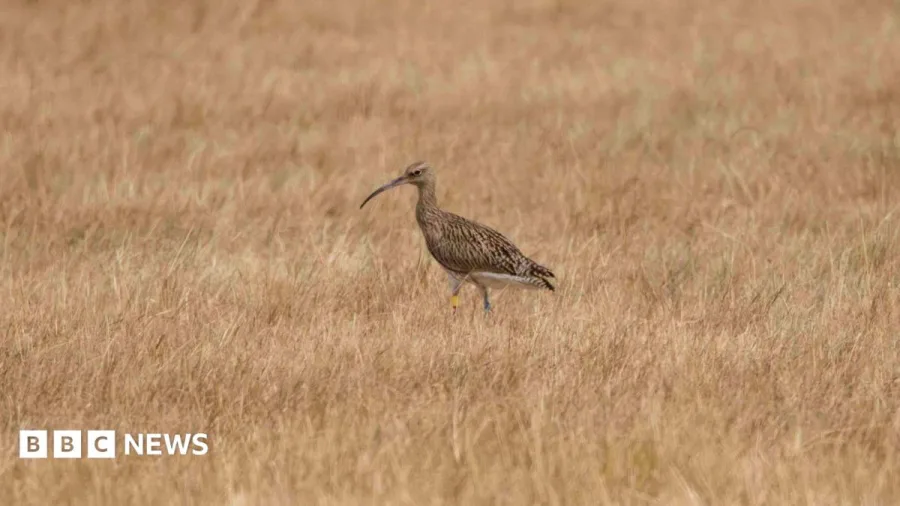 Curlew revival continues at nature reserve