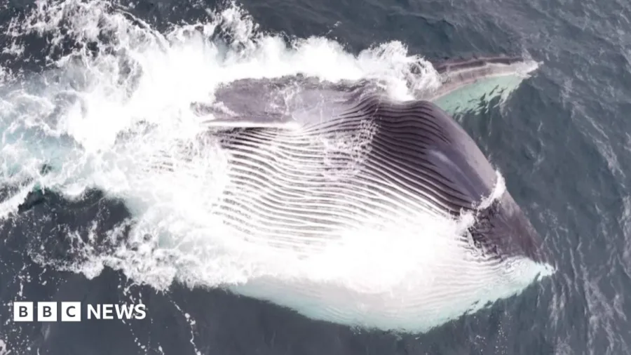 Moment giant fin whale's huge mouth engulfs thousands of tonnes of water
