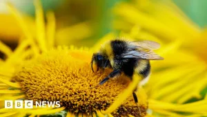 UK's bumblebees are struggling in heatwaves