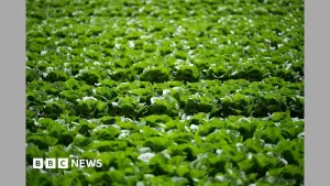 Millions of lettuces ruined by UK aphid outbreak