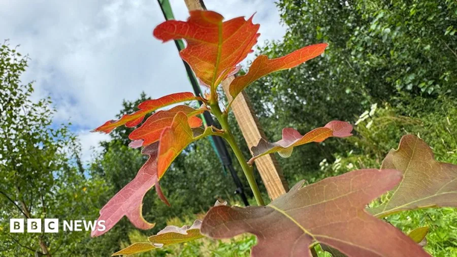 Volunteers plant 109,000 trees in new woodlands