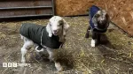 Goat sanctuary purchases 16.9 acres of more land
