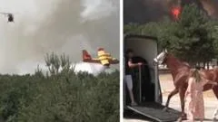Watch: Horses evacuated as fire approaches riding centre near Paris