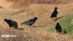 RSPB reports record-breaking chough numbers