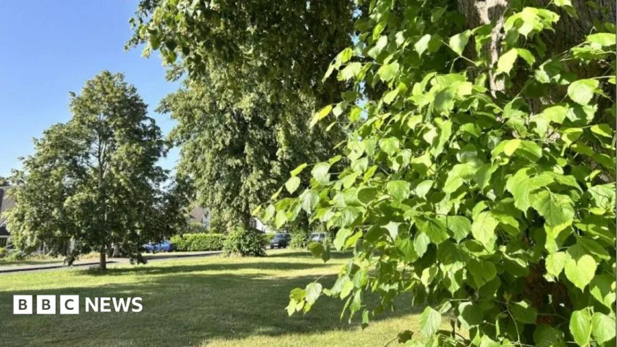Why some trees might fall during extreme heat