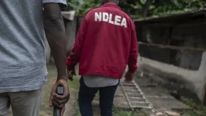 NDLEA arrests 68 suspected drug traffickers, recovers over 7,500kg narcotics in Edo