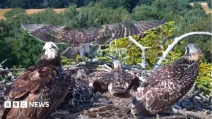 First of four juvenile ospreys takes flight