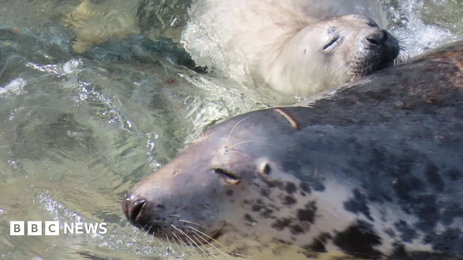 Charity backs call for resting seal protection