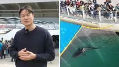 Huge crowds watch attempt to rescue shark stranded in South Korean canal