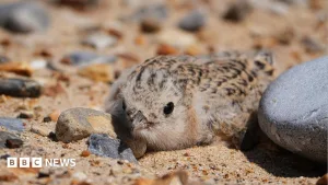 How a 40-year project helped save little terns
