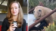 How a viral seal called Neil caused mayhem in Australia