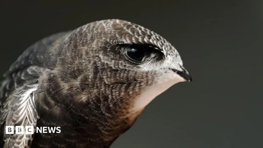 Cambridge college swift boxes used for first time