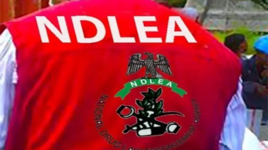NDLEA arrests five suspects, destroys cannabis farm in Edo