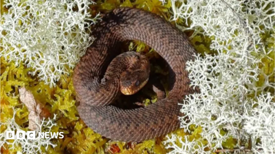 Work to protect adders, slow worms and lizards in Scots peatland
