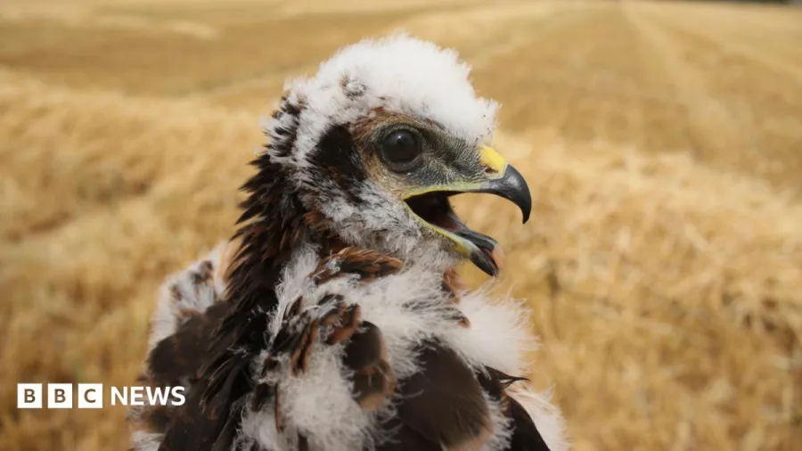 UK's rarest bird of prey rears new chicks in secret location
