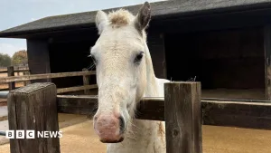 Concern more horses being given up over rising costs