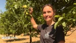 Drought leaves 'barely any apples' to make cider