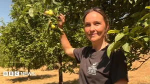 Drought leaves 'barely any apples' to make cider