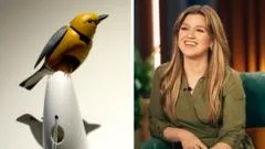What's going on between Kelly Clarkson and a Brooklyn store bird?