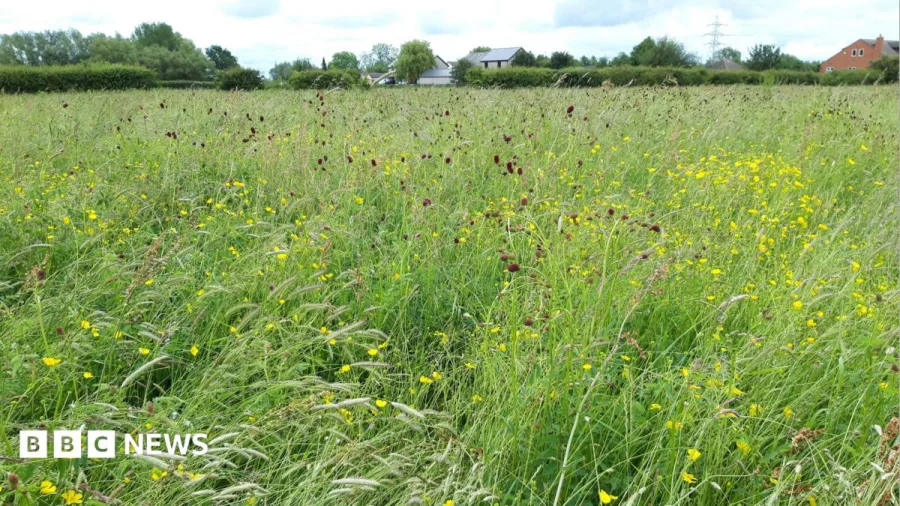 Rare floodplain meadow given to wildlife trust