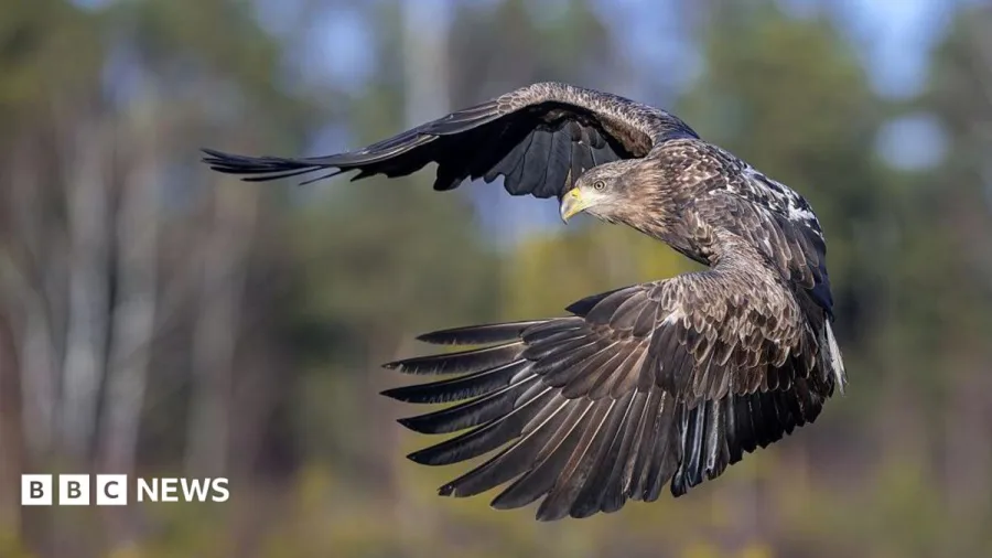 Young white-tailed eagles released on Exmoor
