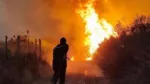 Algeria president seeks death penalty for arsonists after deadly forest fires