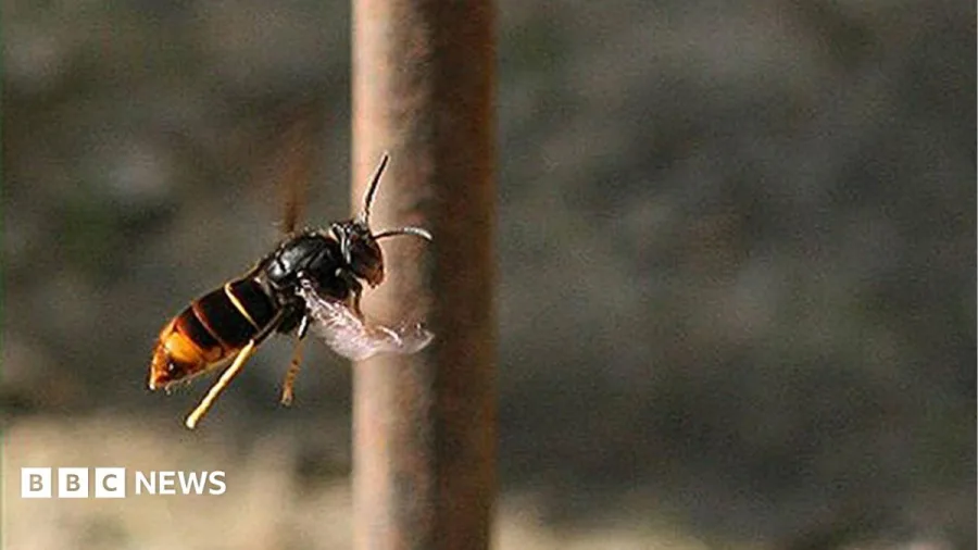 Islanders asked to 'track' not 'trample' Asian hornets