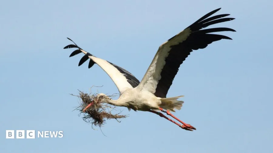 Storks industrial estate nest a 'major milestone'