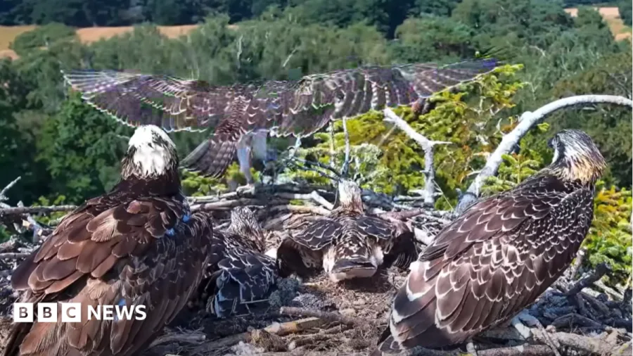 First of four juvenile ospreys takes flight