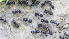 Michelin-starred restaurateur faces jail for using ants as dessert garnish
