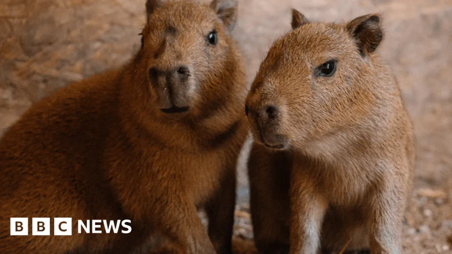 Two capybara pups born to UK's only breeding pair