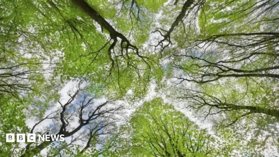 Forest funding boost as two million trees planted