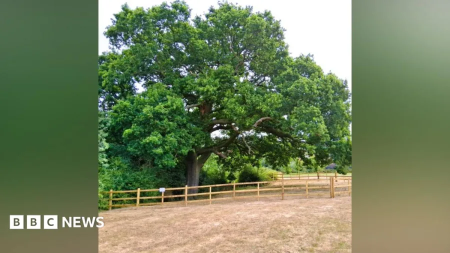 Measures in place to protect historic oak tree