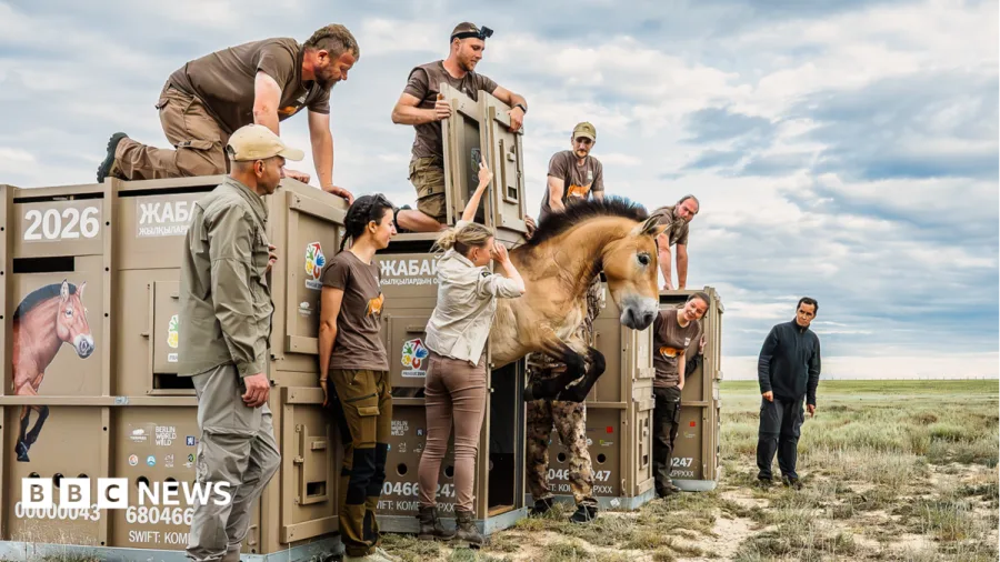 In pictures: 3,000-mile journey to save rare horses