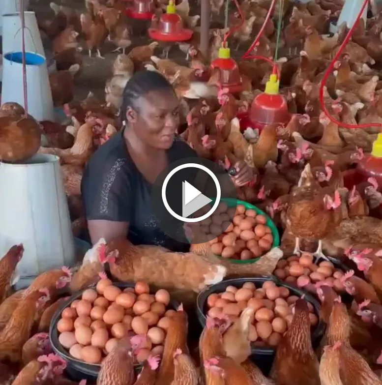 “There’s joy in poultry farming when you get good results.” — Poultry Farmer says