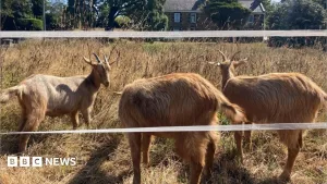 Royal Golden Guernsey Goats join conservation herd