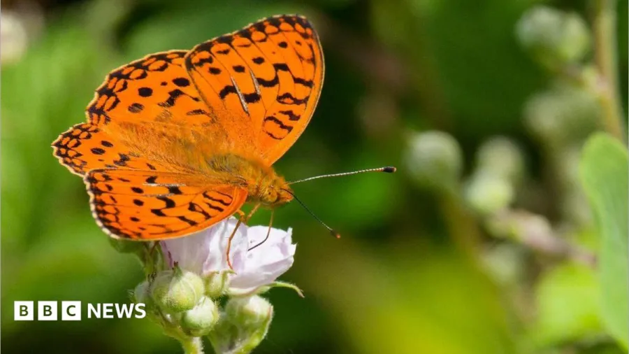 How cows are helping one of Britain's rarest butterflies